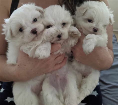 3 Beautiful Maltese Puppies | Petclassifieds.com