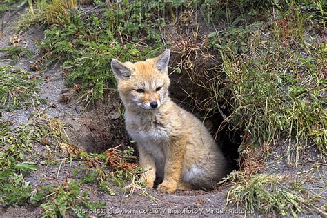 South American Gray Fox Stock Photo Minden Pictures