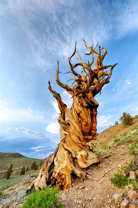 Methuselah The Oldest Known Tree In The World Is 4850 Years Old
