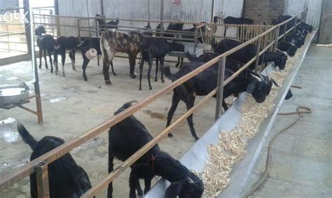 Commercial Goat Farming A Game Changer In Rural India Economy