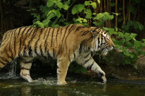 Siberian Tiger Tiger Wallpaper Tiger Sumatran Tiger