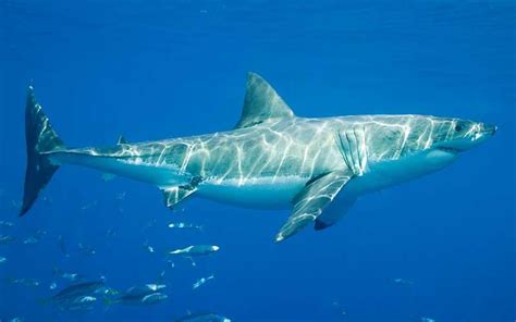 Tiburón Blanco Características Información Y Alimentación