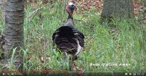 Where To Shoot A Turkey With A Bow Bowaddicted