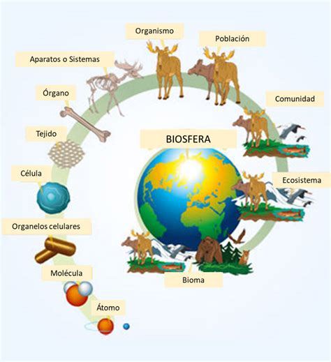 La Biodiversidad Historia Y Contexto De Mind Map
