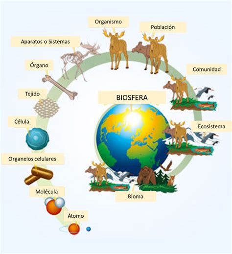 Ciencias Naturales Semana Octavos Del A Al F Niveles De Organizaci N