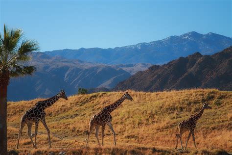 In the early twentieth century, photographers fell in love with mass photographs, or pictures where thousands of people create one unified image. Feeding Giraffes at the Living Desert - Anne McKinnell ...