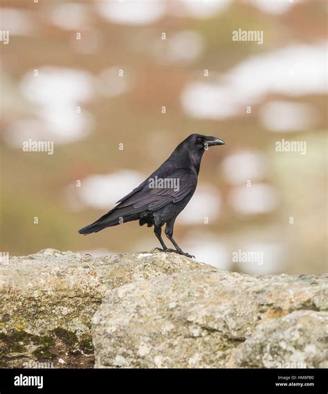 Raven Corvus Corax Corvid In Spanish Pyrenees Stock Photo Alamy