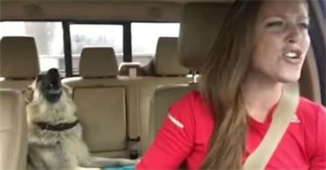 esta perrita iba durmiendo en el auto hasta que escuchó su canción favorita y mira cómo