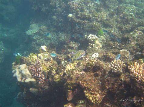 Great Barrier Reef Marine Life Australia ~ Cheftonios Blog