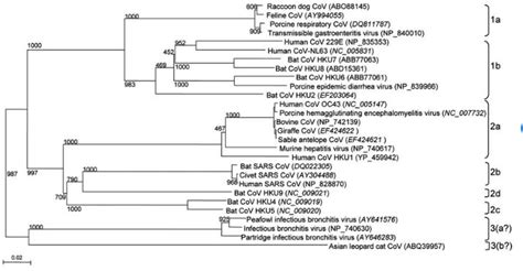 Coronavirus Invasion Mechanism Microbewiki