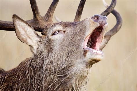 Male European Red Deer Stock Image Z9520190 Science Photo Library