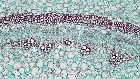 Herbaceous Dicot Stem Perivascular Fibers In Pelargonium Flickr