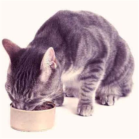 In this respect, diabetic dry cat foods offer a diet lower in carbohydrate and fiber than mainstream products, but not exactly low by any objective standard. Will My Diabetic Cat Need Prescription Cat Food? | PetCareRx