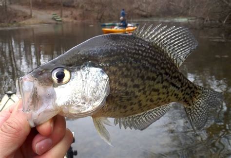 Crappie Fishing Check With Any North American Angler And He Or She