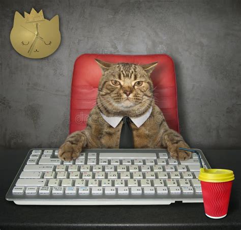 Cat Works In The Office Stock Image Image Of Computer 158907643