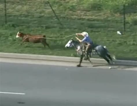 Watch Cowboys Lasso Cow On Busy Oklahoma Highway Todd Starnes