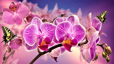 Pretty Butterflies Pink Orchid Hd Wallpaper Peakpx