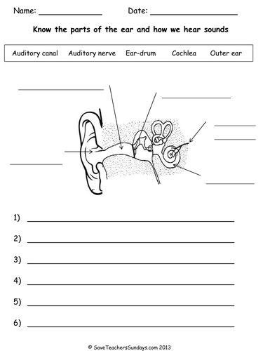 Label Parts Of The Ear And Sequence Steps In Hearing Sound Worksheet