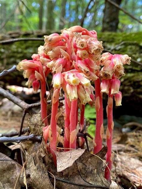 Some Rare Red Ghost Plant R Mycology