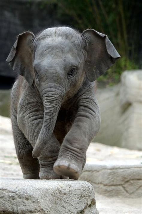 Elefante Bebe Cute Animals Cute Baby Elephant Animals Elephant