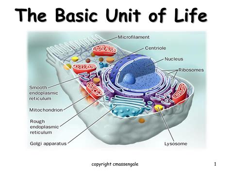 Basic Cell Structure Hot Sex Picture