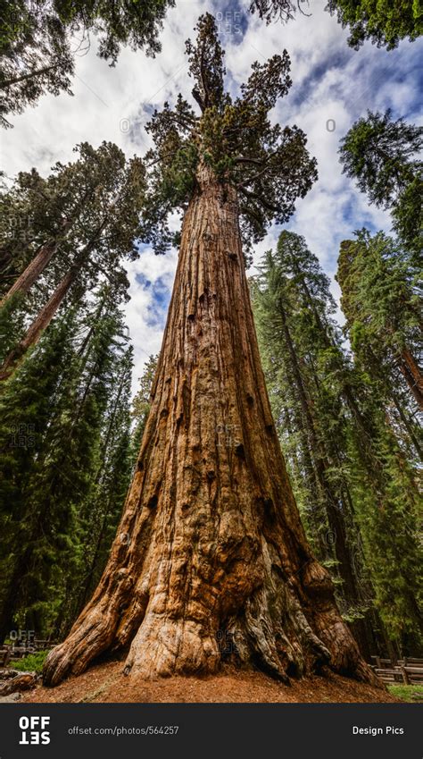 The General Sherman Tree The Worlds Largest Living Tree Sequoia