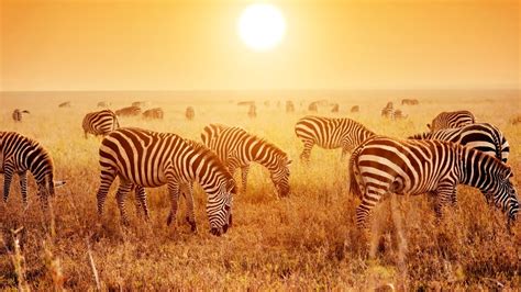 Картинки africa savanna zebras herd sunset tanzania обои 2560x1440 картинка №495637