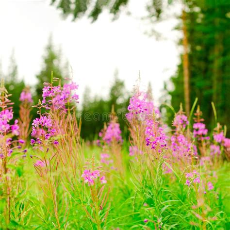 Lilac Planten Ivan Thee Groeit Op Een Groen Veld Tegen Een Spruce Bos