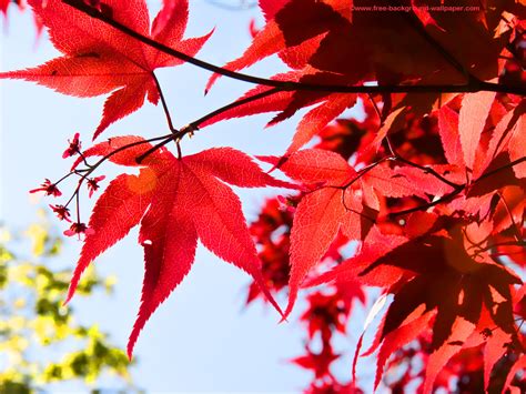 Red Maple Leaves In Sunlight Tree Desktop Background 1600x1200