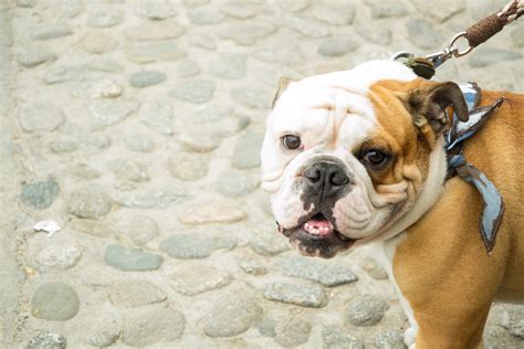 The american bulldog is a large breed of utility dog descended from the old english bulldog. Free Images : puppy, pet, happy, vertebrate, dog breed ...