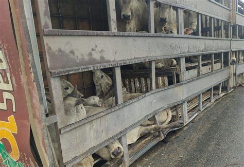 VÍDEO Carreta carregada bois tomba e animais morrem na Serra