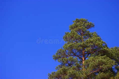 Pine Tree Close Up Stock Photo Image Of Scenic Green 84517690