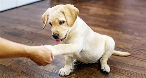 The labrador retriever is sweet, gentle and loving. What Is The Best Age To Start Training A Lab Puppy?