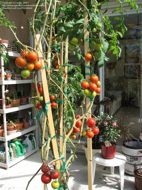 Plantfiles Pictures Tomato Greenhouse Campari Lycopersicon