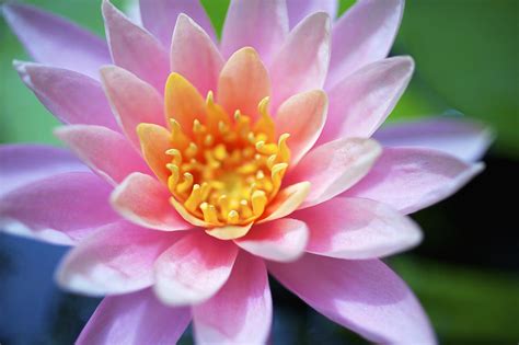 Pink Water Lily Photograph By Kicka Witte Fine Art America