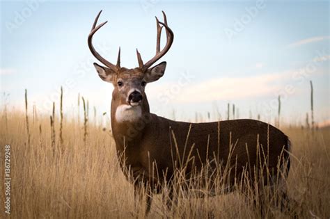 Whitetail Buck Portrait Stock Photo And Royalty Free Images On