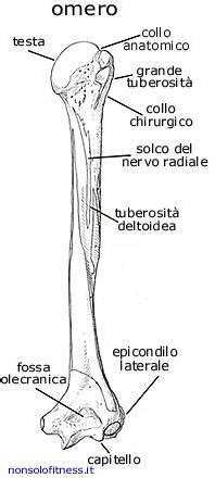 Le Spalle, movimenti, ossa e legamenti ~ Palestratos