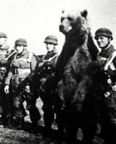 This Is Wojtek The Bear He Was Found By Polish Soldiers Who Trained Him To Become One Too He