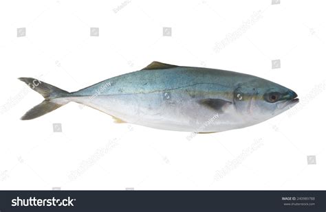 Seriola Dumerili Fish Greater Amberjack Fish Stock Photo 240989788