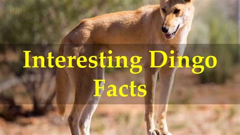 Interesting Dingo Facts Youtube
