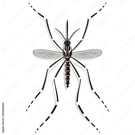Nature Aedes Aegypti Mosquito Stilt Top View Stock Vector Adobe Stock