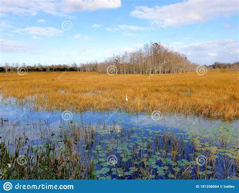 Everglades River Of Grass Stock Photo Image Of Surrounding 181208004