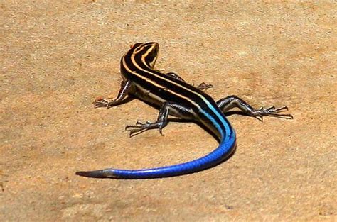 Blue Tailed Lizard North American Animals Blue Tail Reptiles And