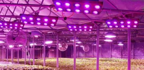 Led grow lights for tomatoes. Reasons and Benefits of using LED Grow Lights for Tomatoes ...