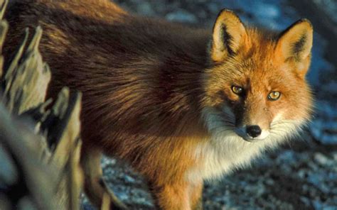 10 Most Dangerous British Animals Planet Deadly