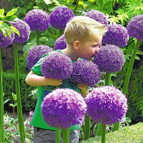 Giant Allium Gladiator Fall Flower Bulbs Eden Brothers