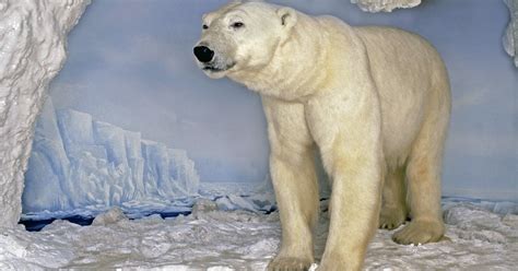Polartrakterna Isbjörn Naturhistoriska Riksmuseet