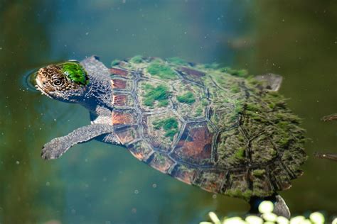The Green Haired Mary River Turtle Amusing Planet