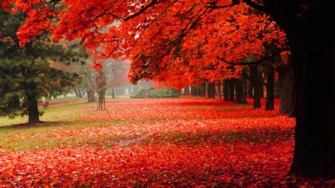 Red Autumn Spring Leafed Trees Dry Leaves On Ground Garden Hd Nature