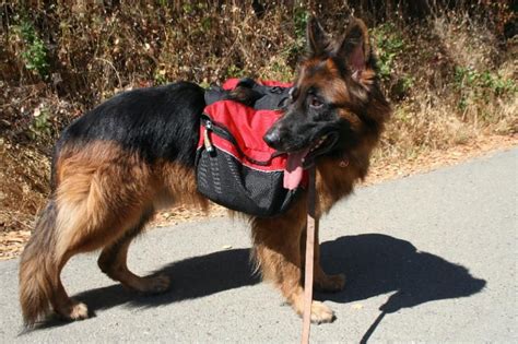 Hiking Pack For Dogs German Shepherd Dog Forums